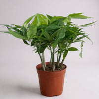 Money Tree Everluck
