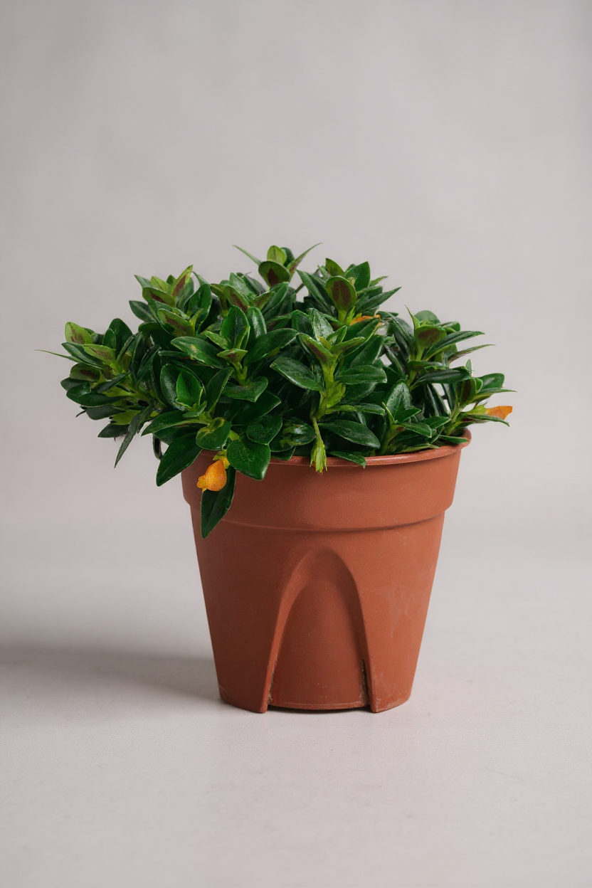 Goldfish Plant - Nematanthus - Potted plant -  Tumbleweed Plants