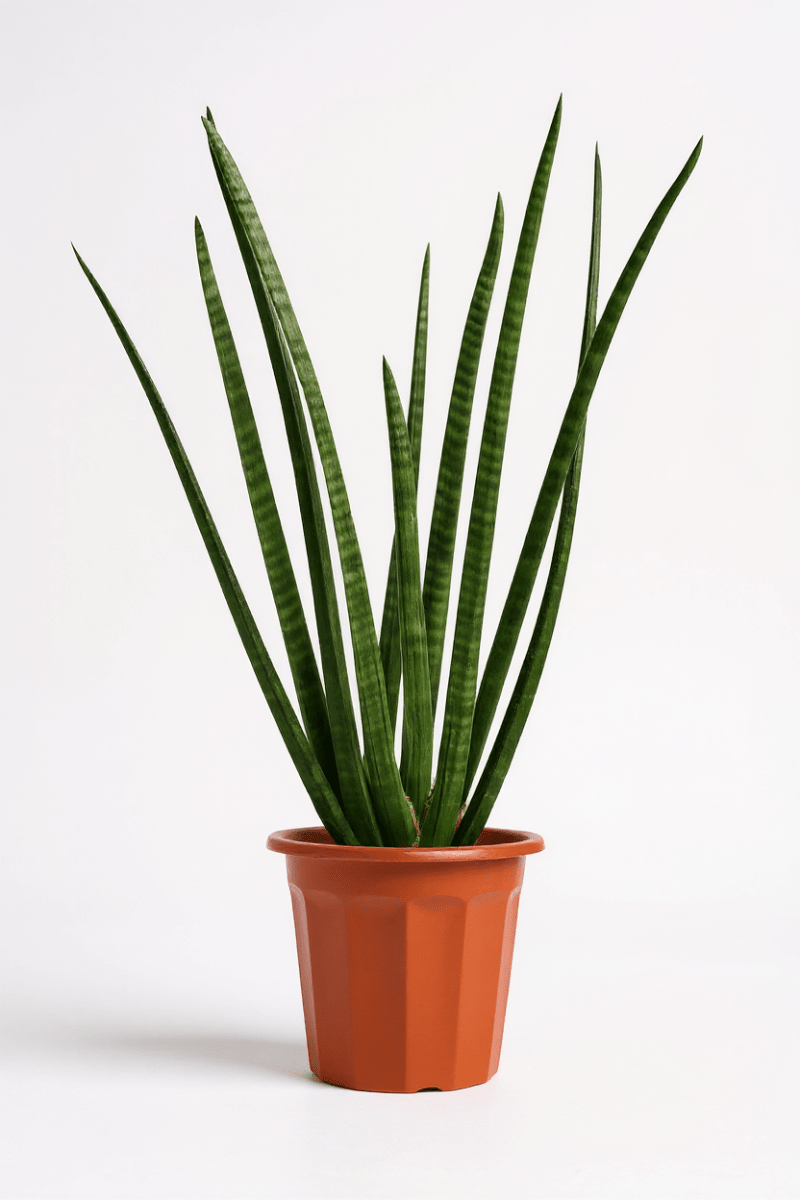 Grow Pot