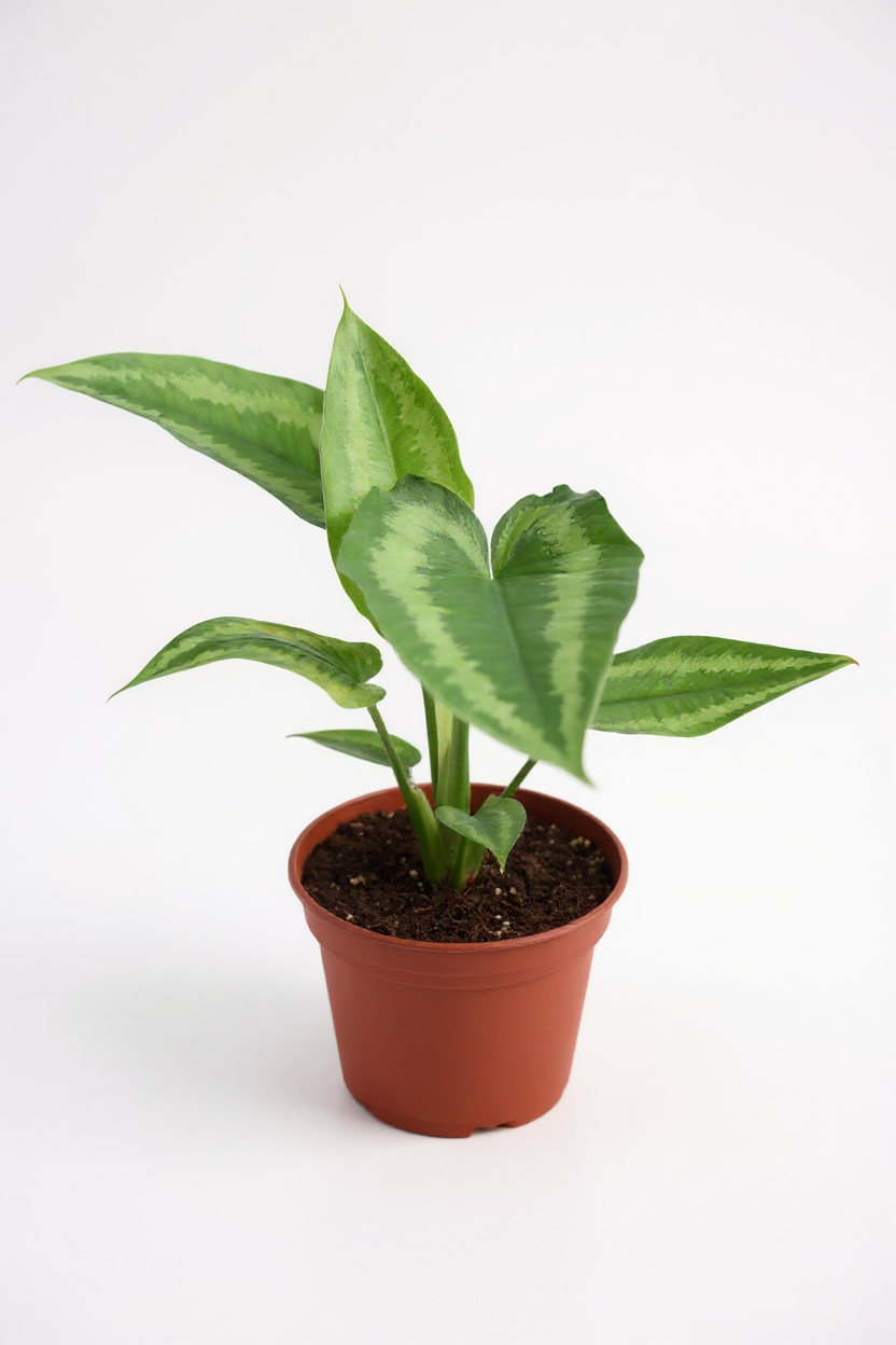 Drop Tongue Plant - Potted plant -  Tumbleweed Plants