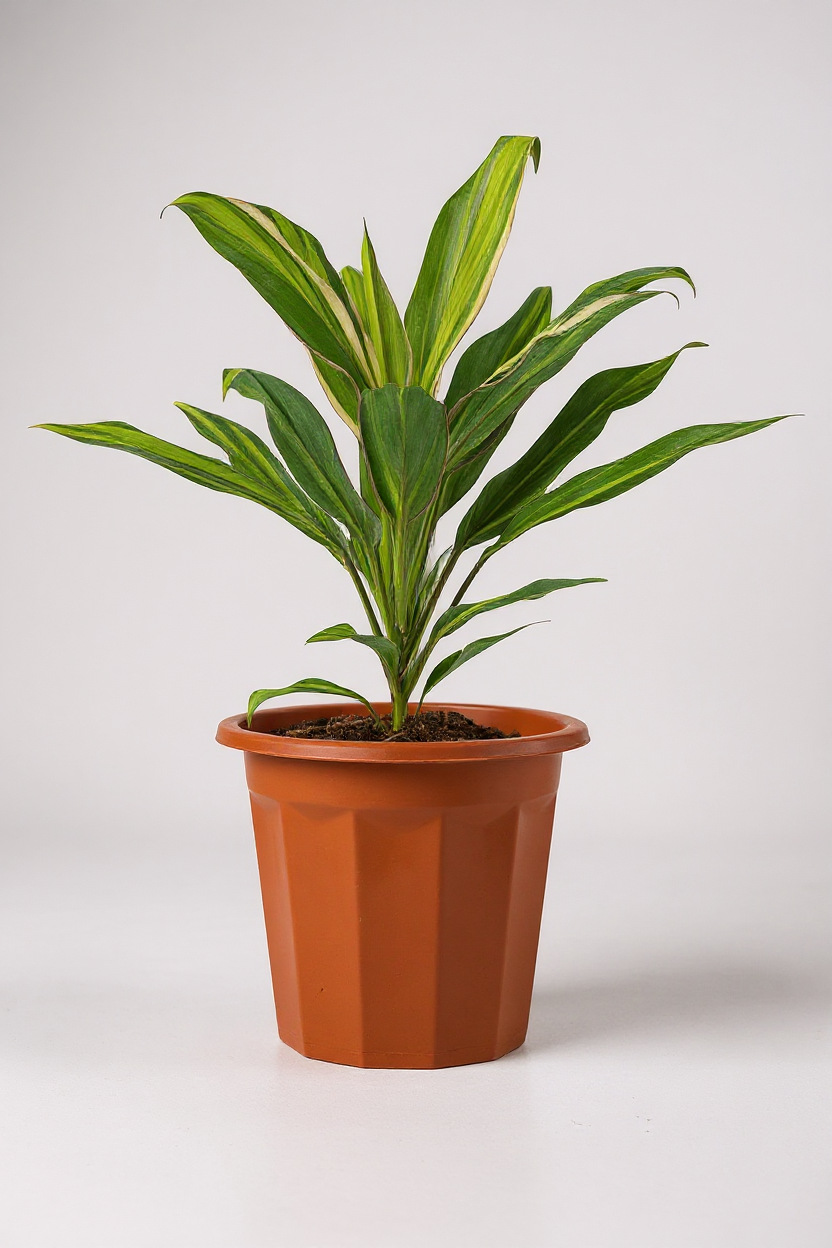 Cordyline Kiwi - Potted plant -  Tumbleweed Plants