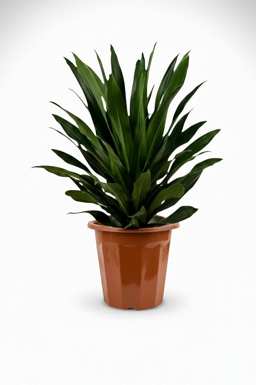Grow Pot