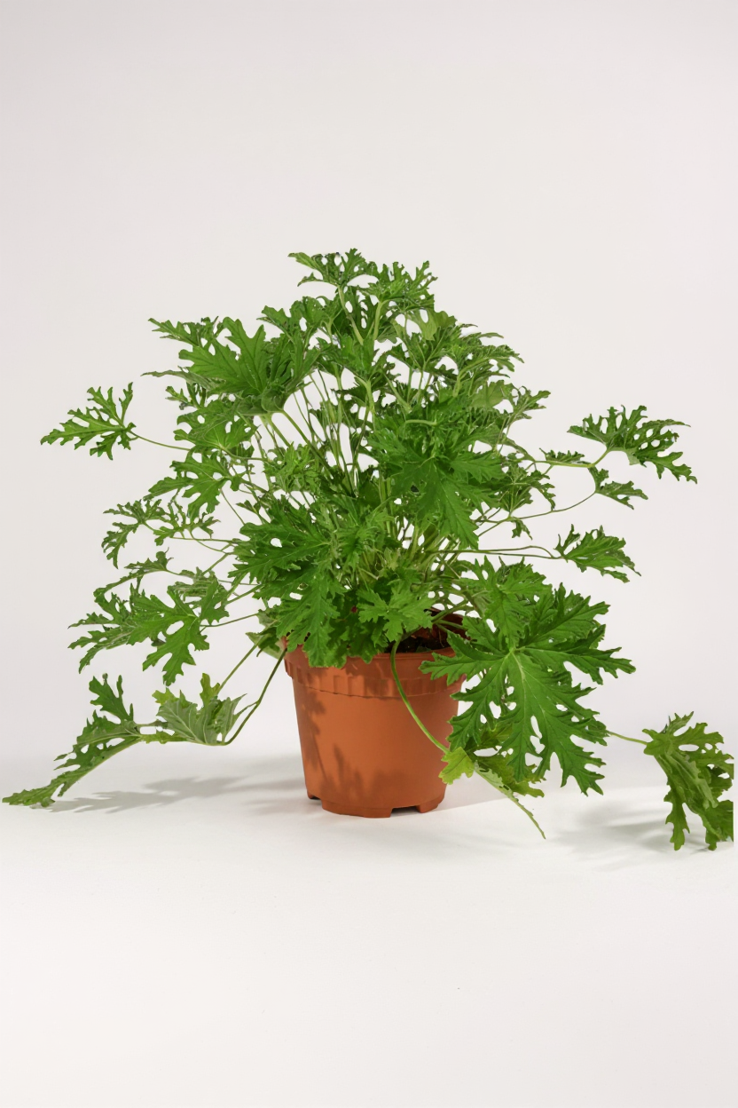 Grow Pot