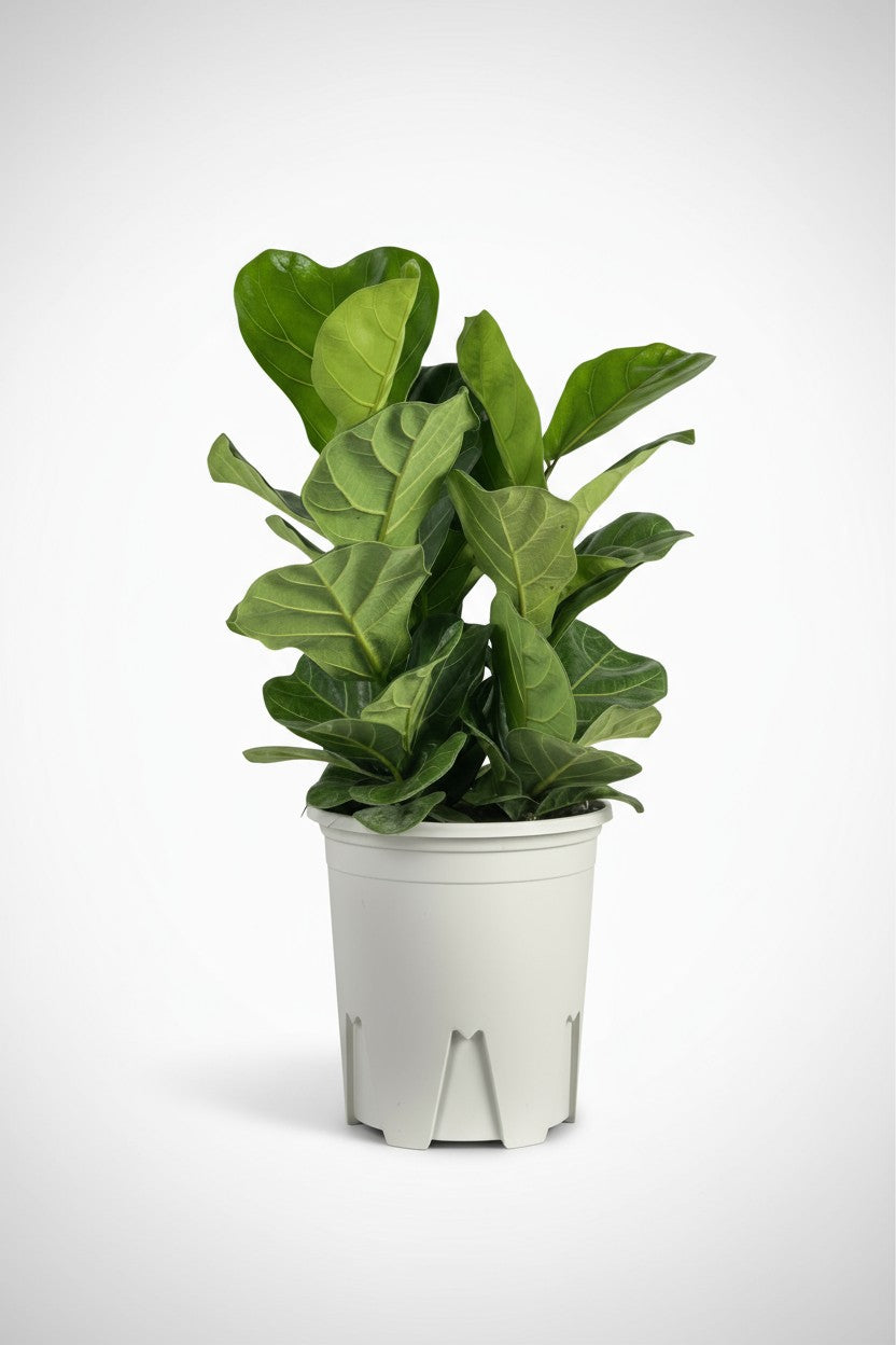 Ficus lyrata 3-in1 Plant