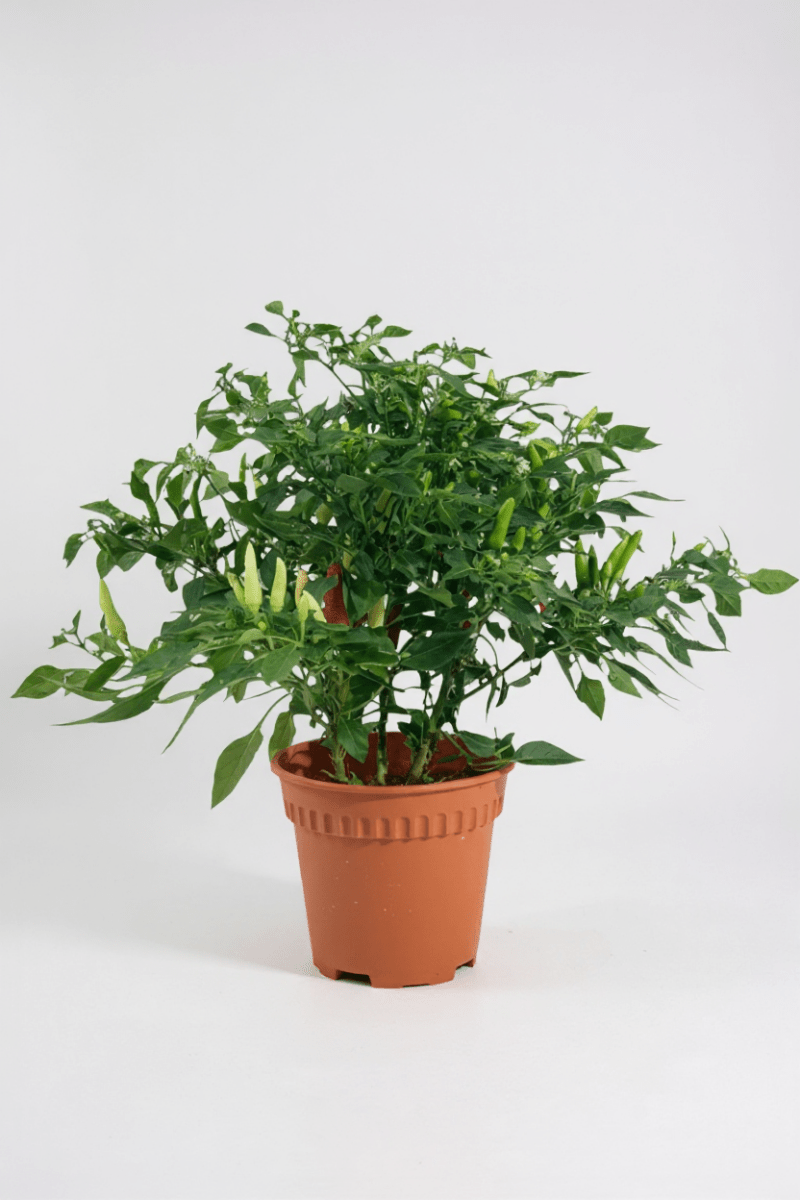 Grow Pot