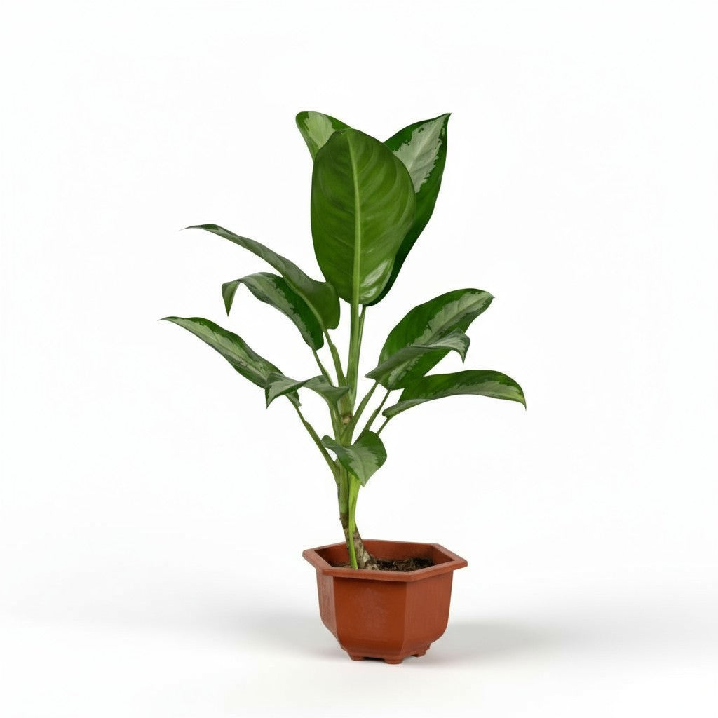 Grow Pot