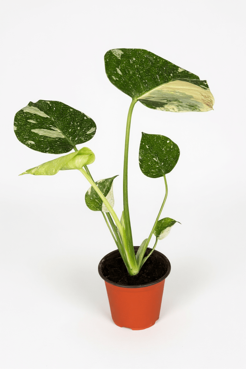 Monstera Thai Constellation Baby - Potted plant - POTT-MONS-GRW-7767 - Tumbleweed Plants - Online Plant Delivery Singapore