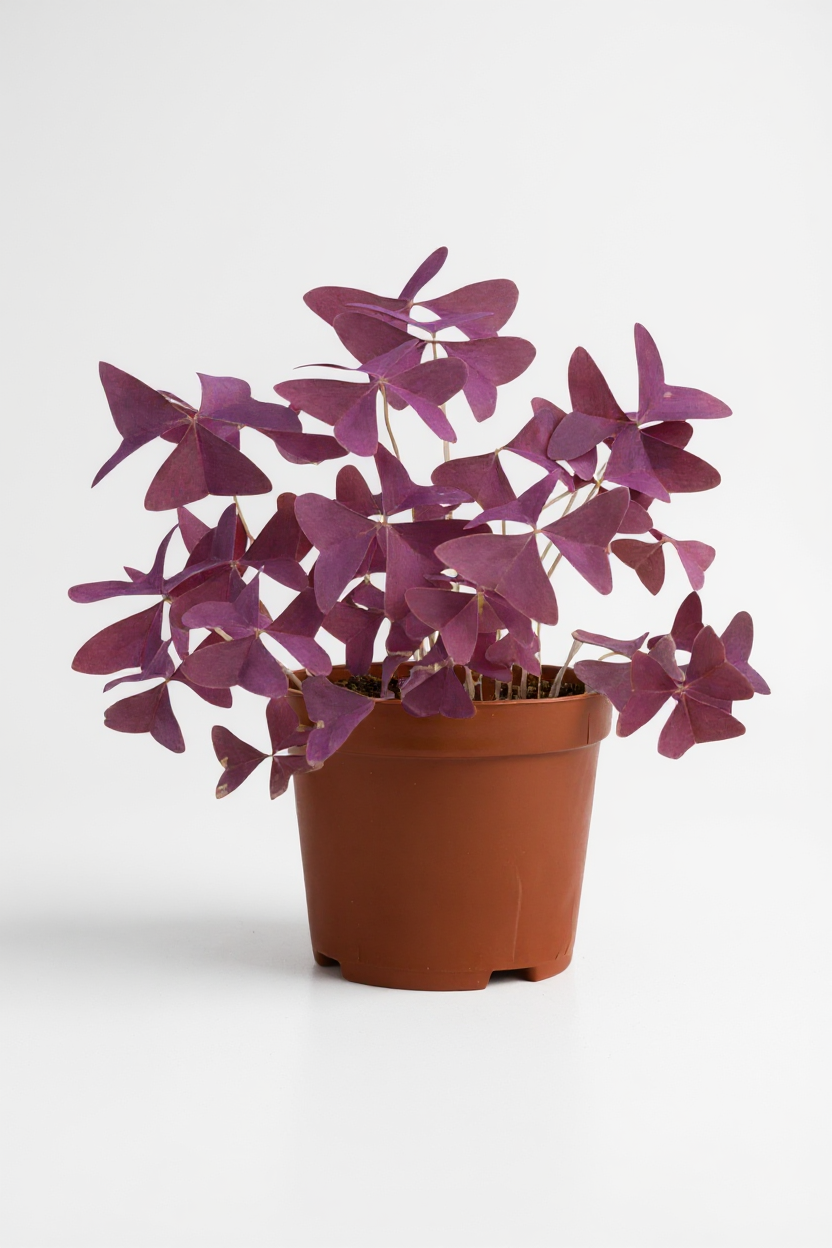 Oxalis Triangularis Purple Shamrocks