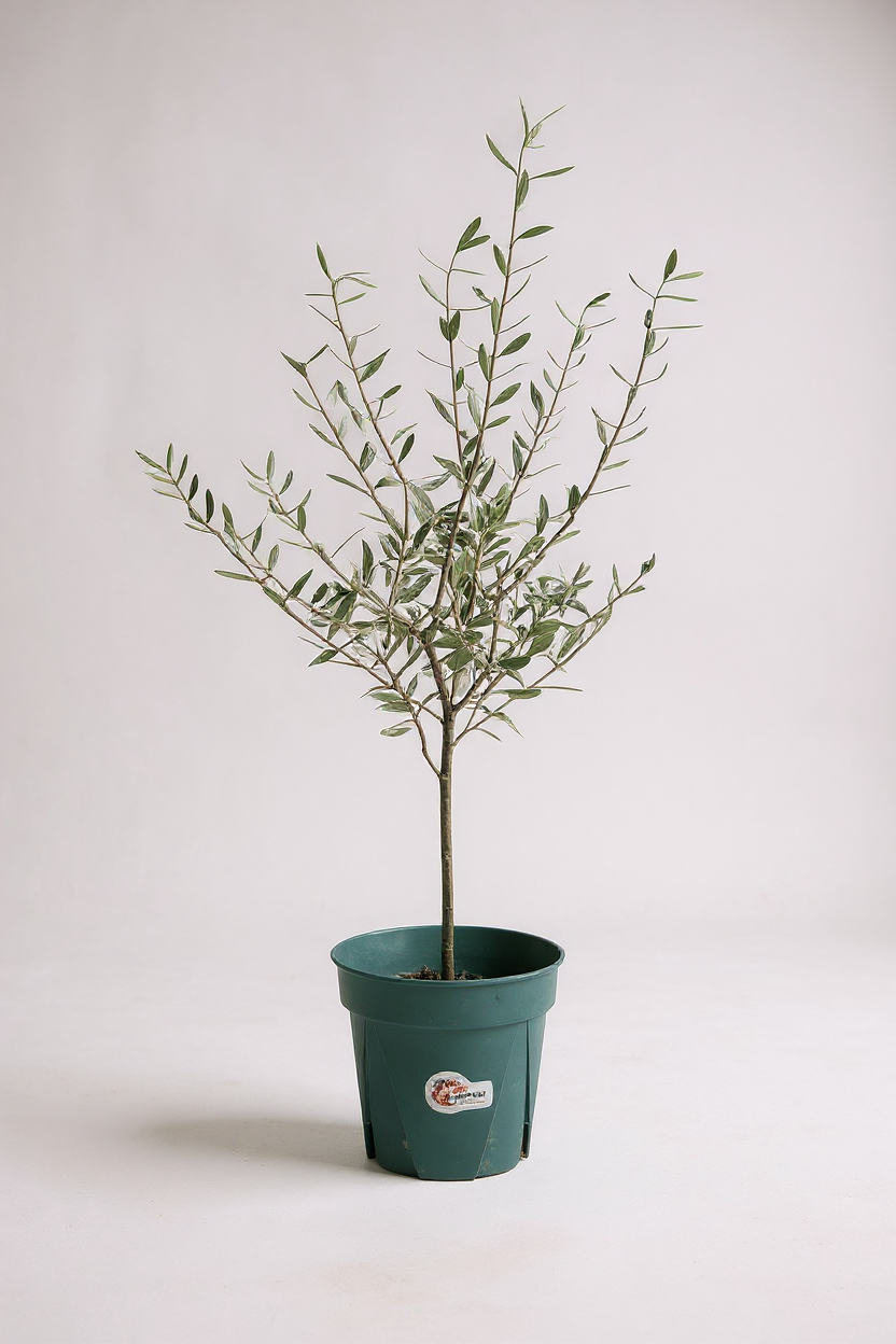 Grow Pot