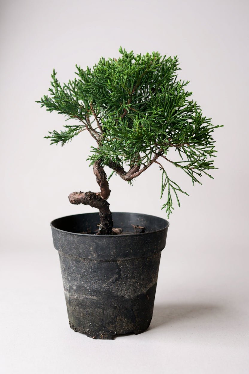 Grow Pot