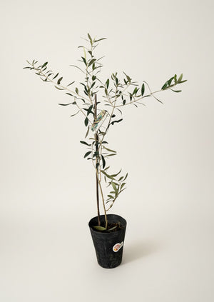Tumbleweed Plants
