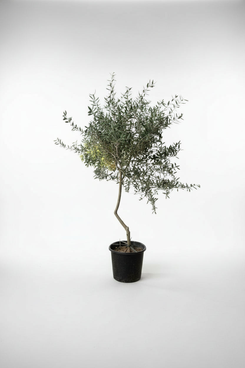 Grow Pot