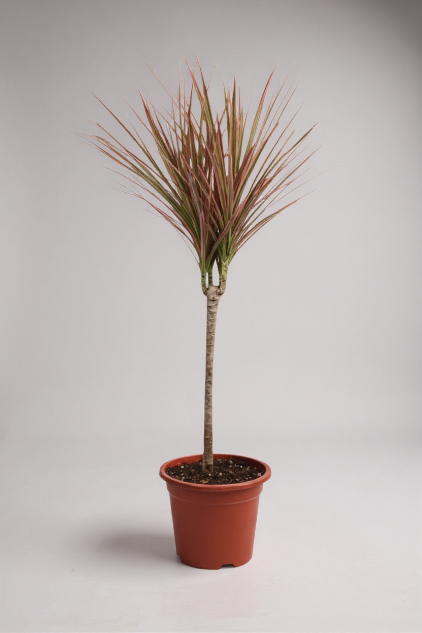 Grow Pot