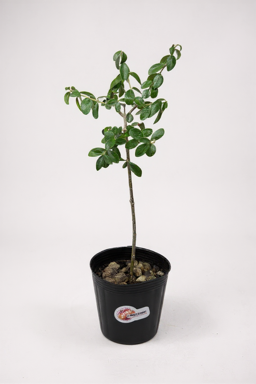 Grow Pot