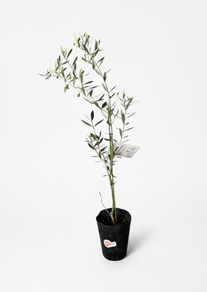 Tumbleweed Plants