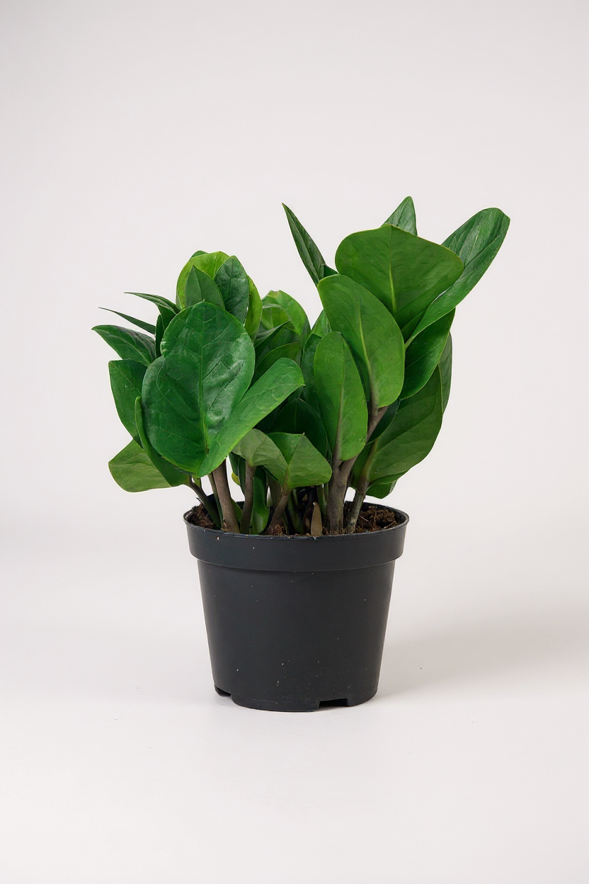 ZZ Plant - Baby