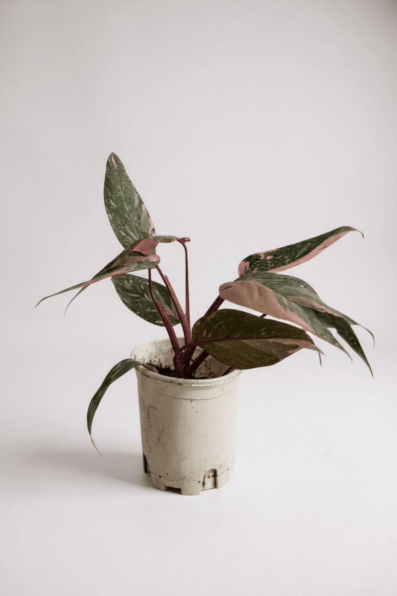 Philodendron Pink Princess - Potted plant - POTT-PHIL-GRW-7387 - Tumbleweed Plants - Online Plant Delivery Singapore