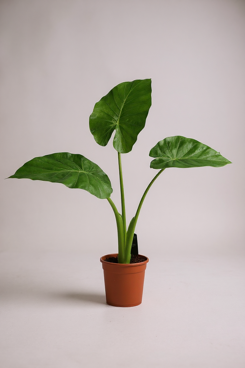 Grow Pot