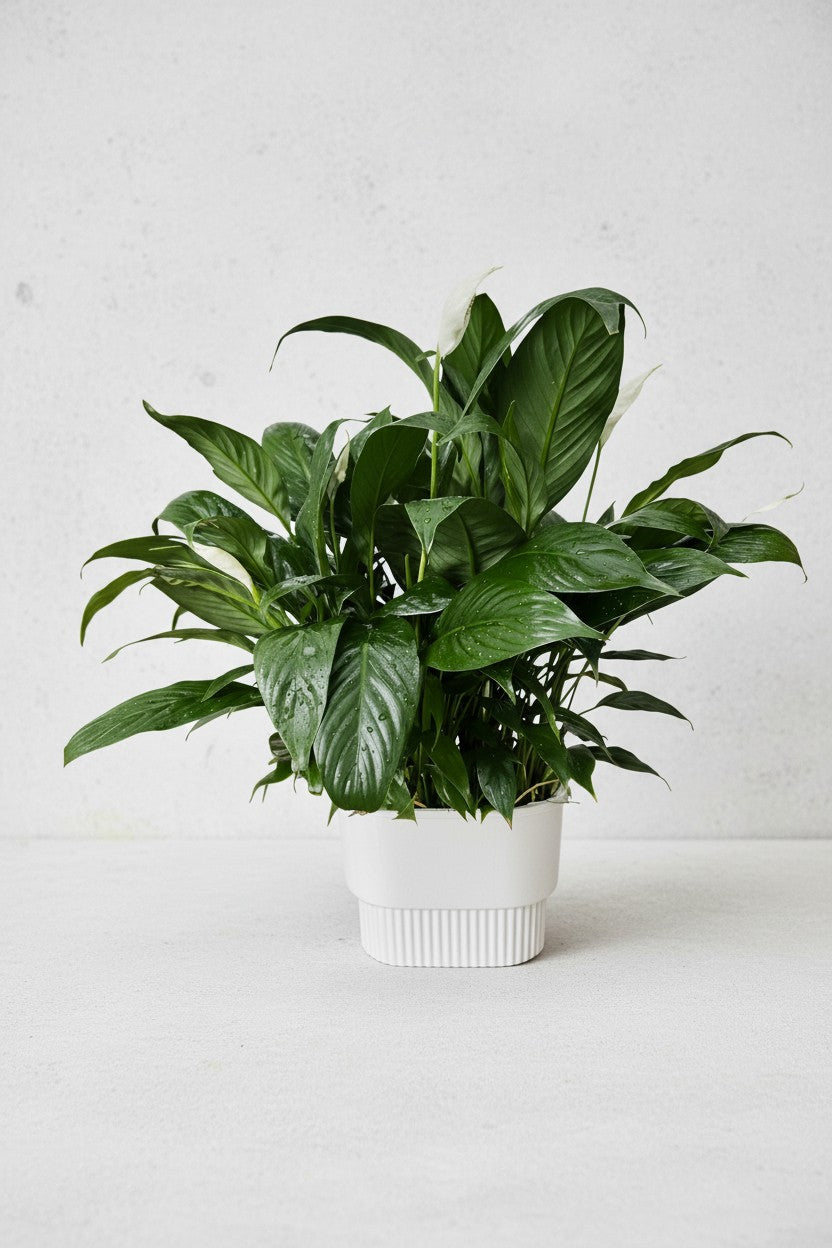 Peace Lily in Hydro - Self Watering