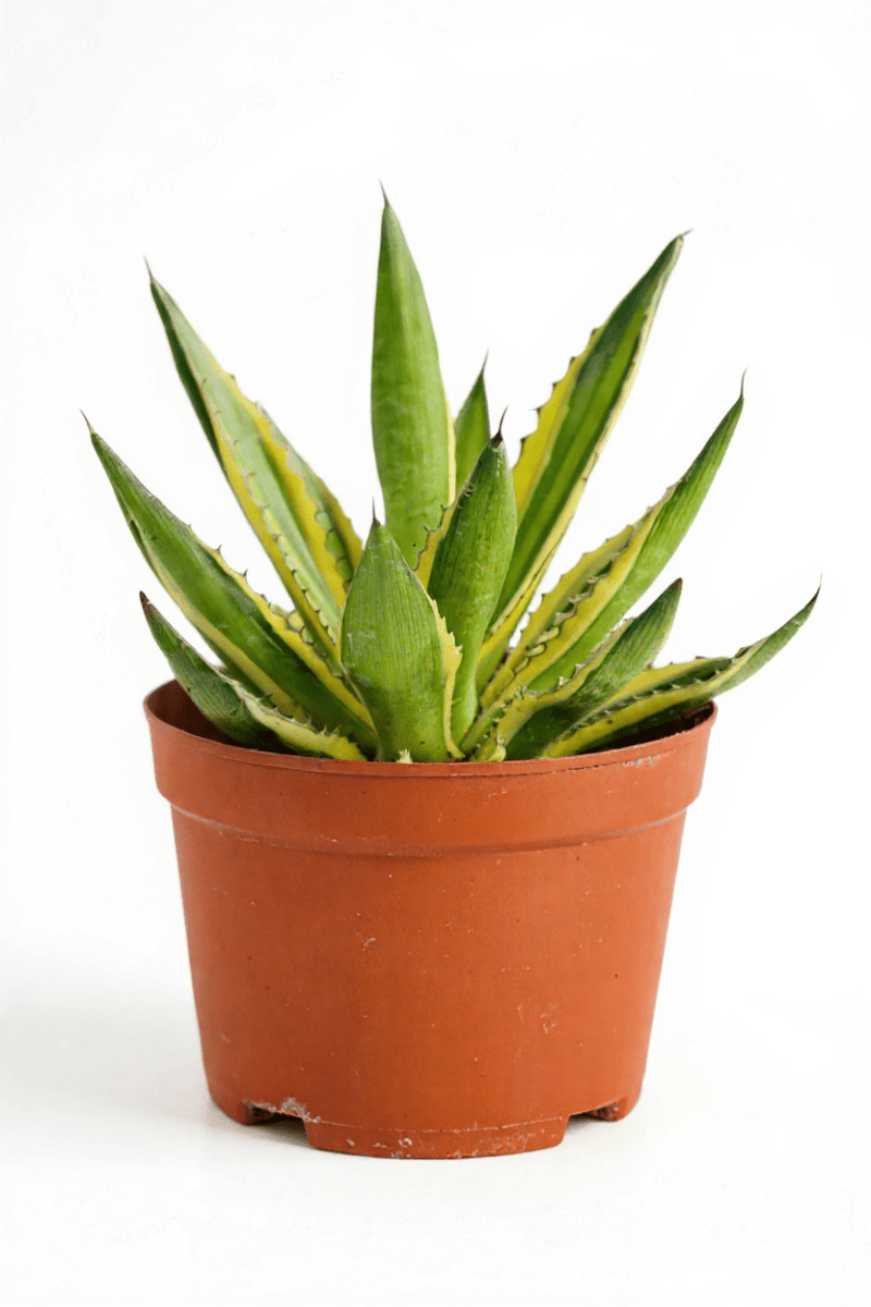 Grow Pot