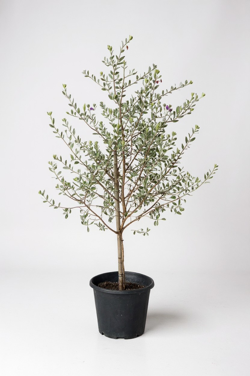 Grow Pot