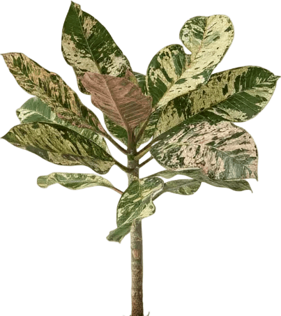 Frangipani Junior - Potted plant - POTT-FRAN-GRW-7430 - Tumbleweed Plants - Online Plant Delivery Singapore