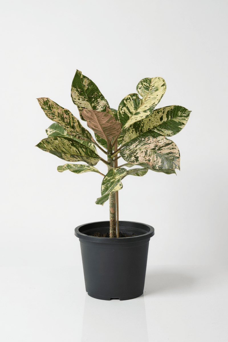 Grow Pot
