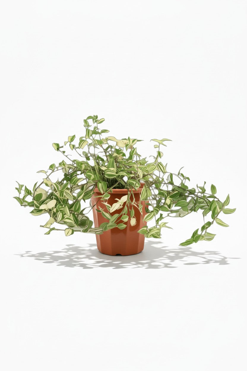 Variegated Wandering Jew