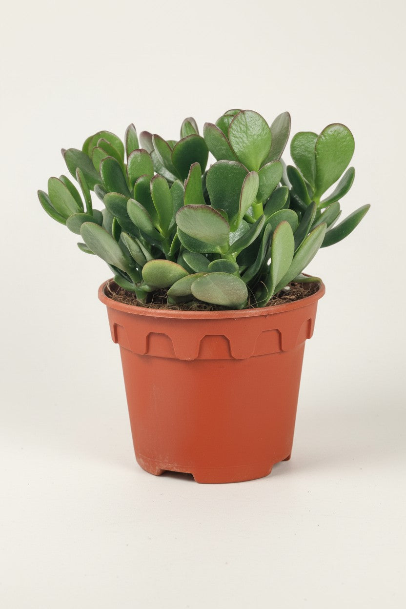 Grow Pot