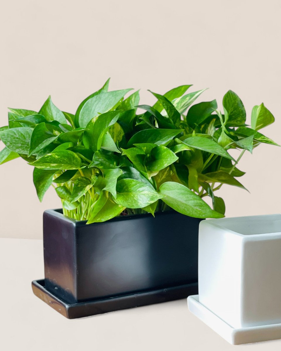 Raven Planter with Tray - Pots - POTS - RAVE - 6485 - Tumbleweed Plants - Online Plant Delivery Singapore
