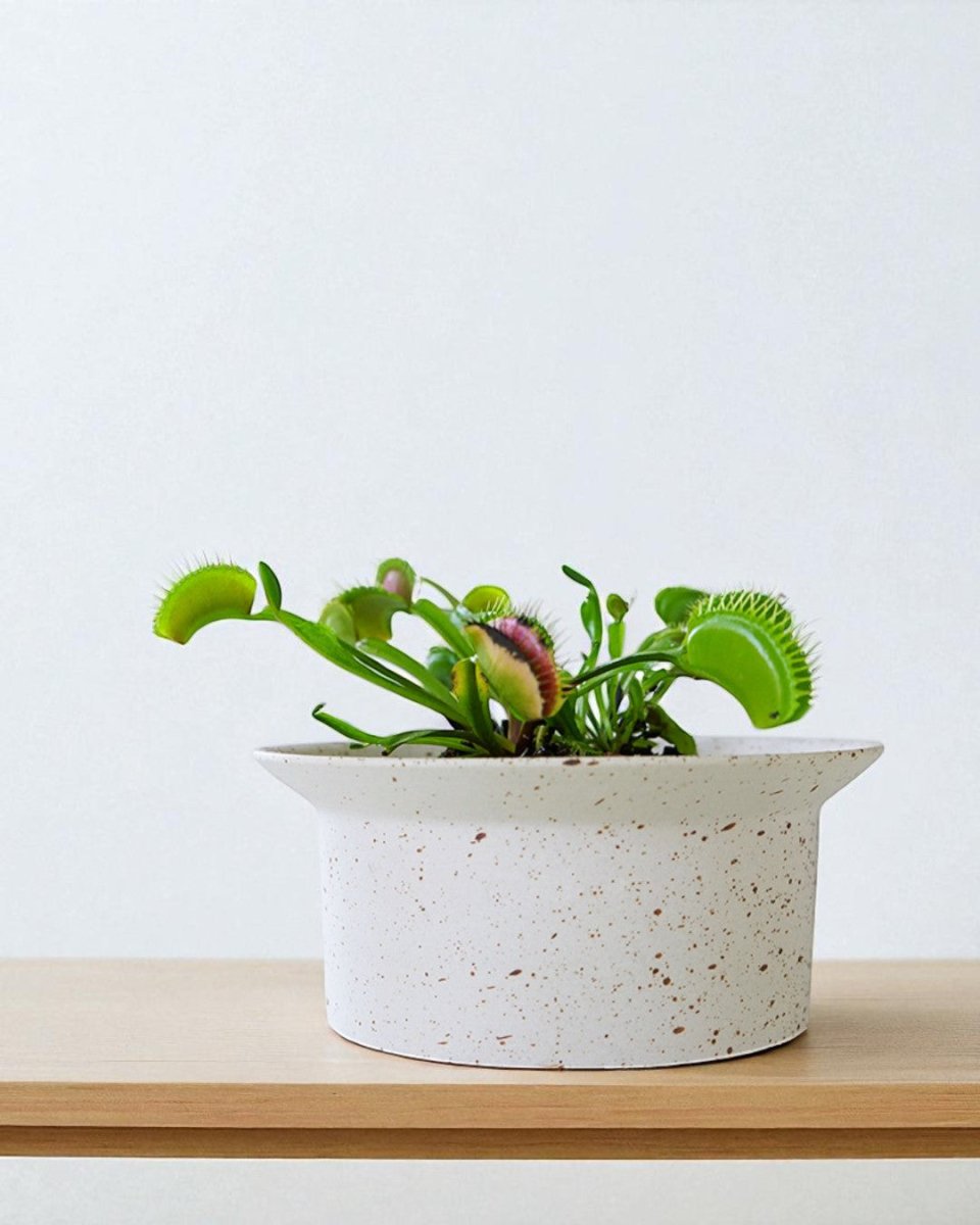 Ripple Bowl Ceramic Planter - Planter - 5052766219355 - Tumbleweed Plants - Online Plant Delivery Singapore