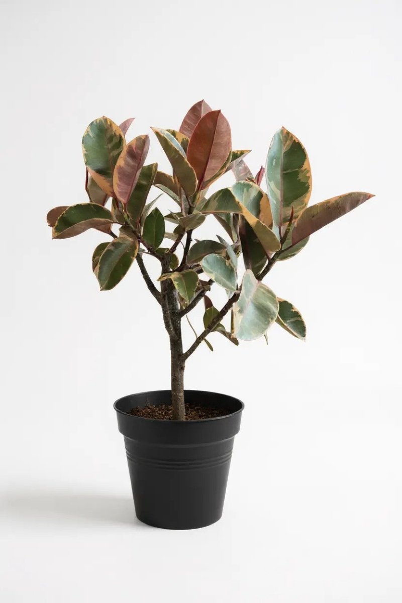 Ficus Elastica Ruby - Rubber Tree Variegated - Potted plant - POTT - FICU - GRW - 7142 - Tumbleweed Plants - Online Plant Delivery Singapore