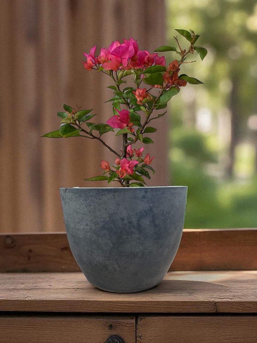 Second Chance: Carly Gray Pot FREE assorted plant - Second Chance - HOME - SECO - 6549 - Tumbleweed Plants - Online Plant Delivery Singapore