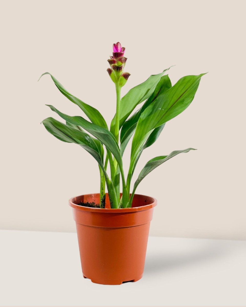 Grow Pot