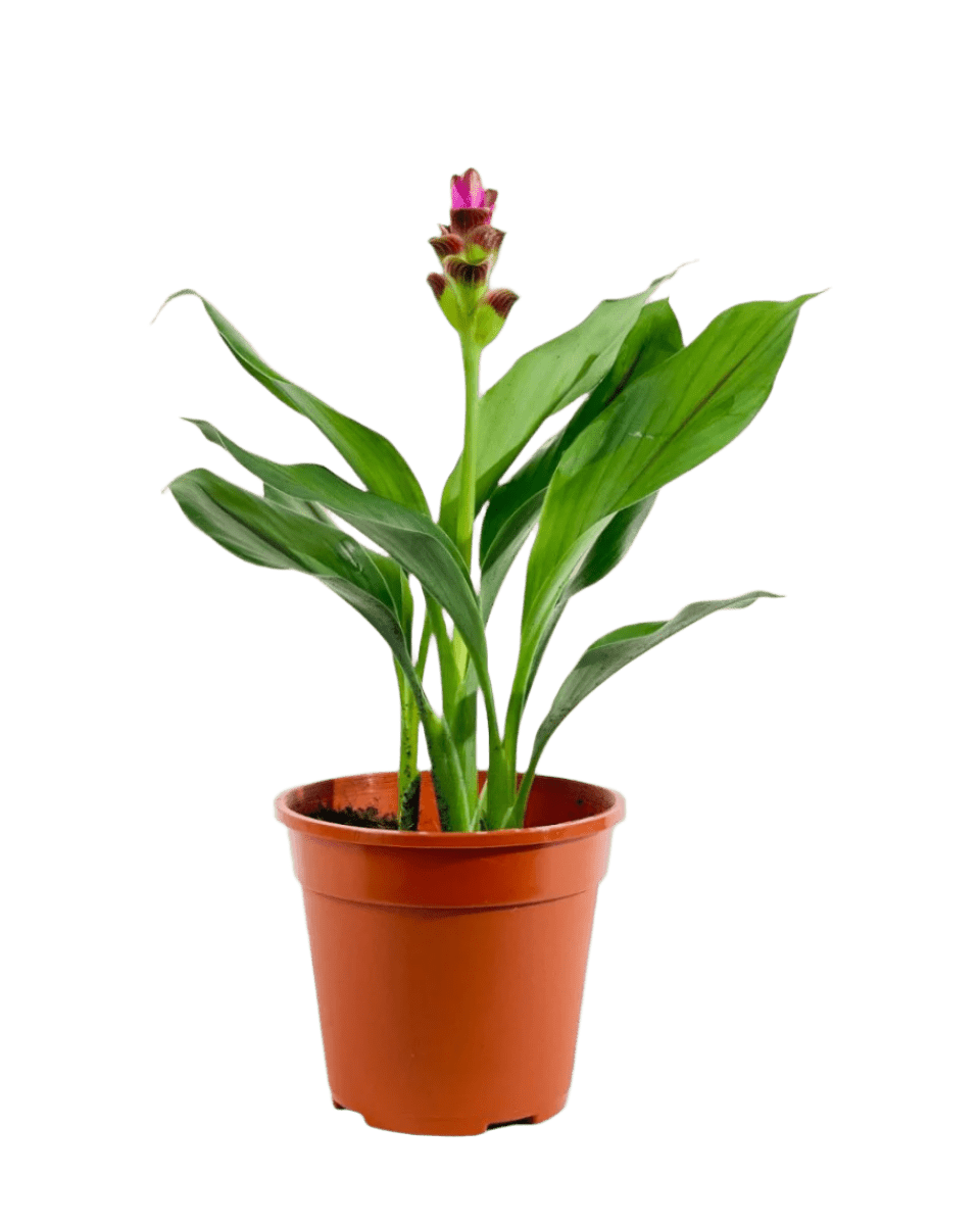 Siam Tulip - Potted plant - POTT - SIAM - GRW - 6396 - Tumbleweed Plants - Online Plant Delivery Singapore