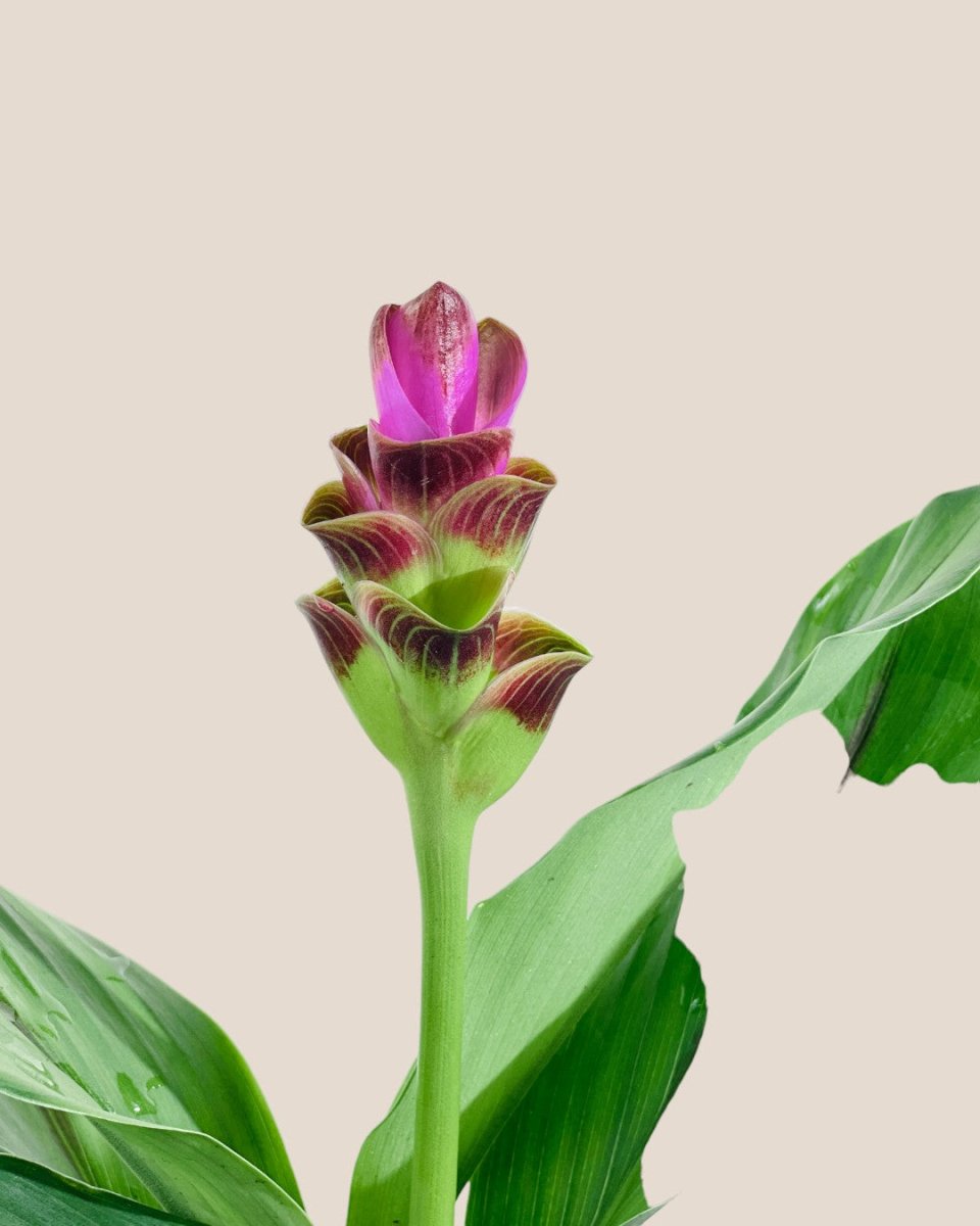 Siam Tulip - grow pot - Potted plant - Tumbleweed Plants - Online Plant Delivery Singapore