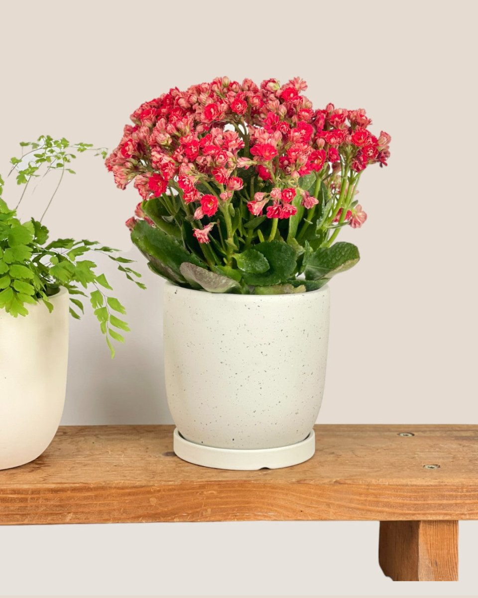 Small Eloise with Tray - black - Pot - Tumbleweed Plants - Online Plant Delivery Singapore