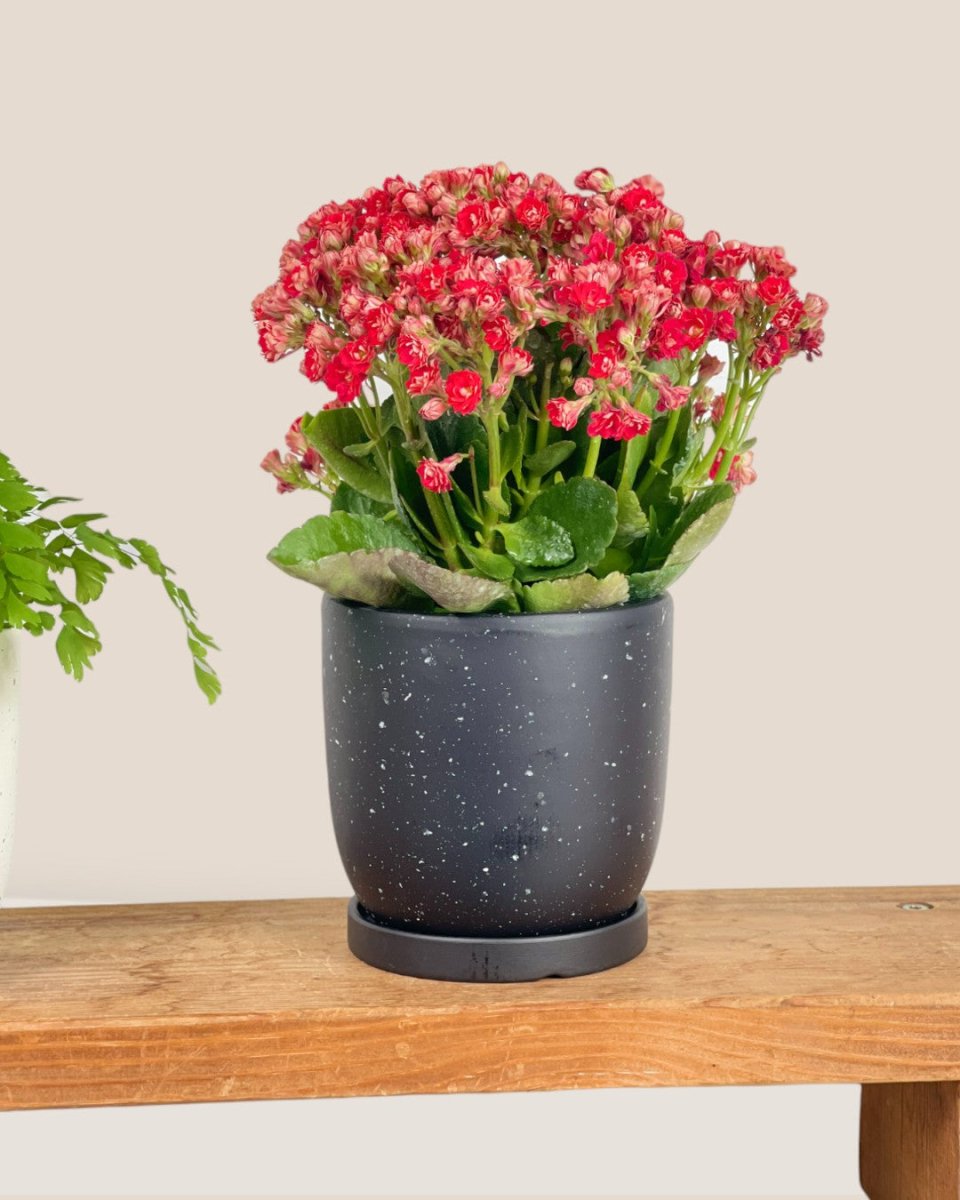 Small Eloise with Tray - brown - Pot - Tumbleweed Plants - Online Plant Delivery Singapore