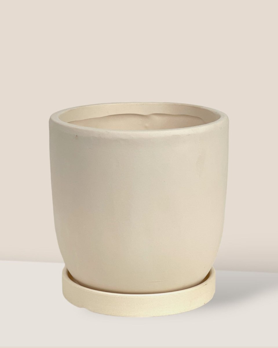 Small Eloise with Tray - cream - Pot - Tumbleweed Plants - Online Plant Delivery Singapore