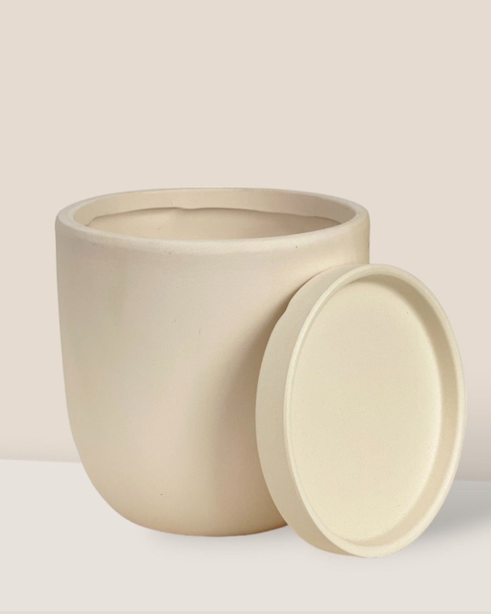 Small Eloise with Tray - cream - Pot - Tumbleweed Plants - Online Plant Delivery Singapore