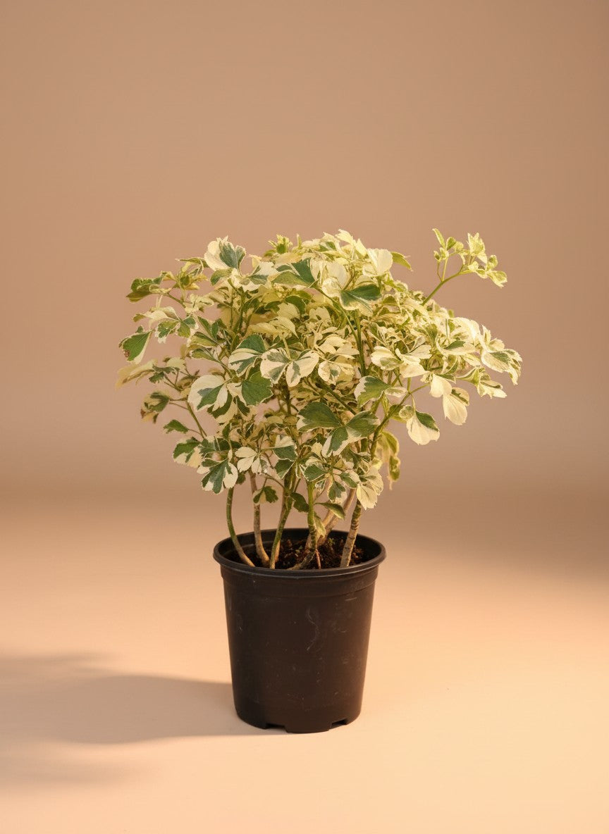 Snowflake Aralia - Potted plant -  - Tumbleweed Plants - Online Plant Delivery Singapore