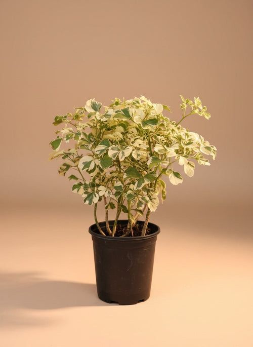 Tumbleweed Plants