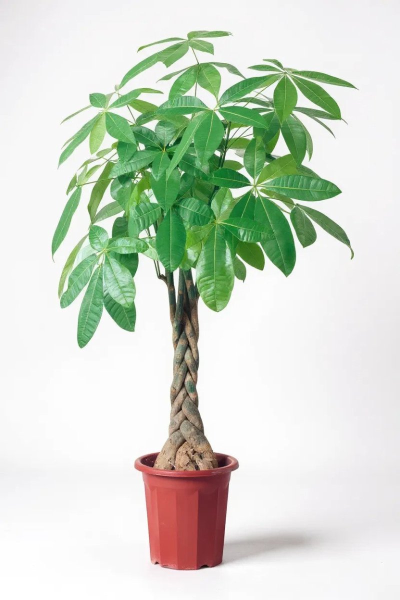 Grow Pot