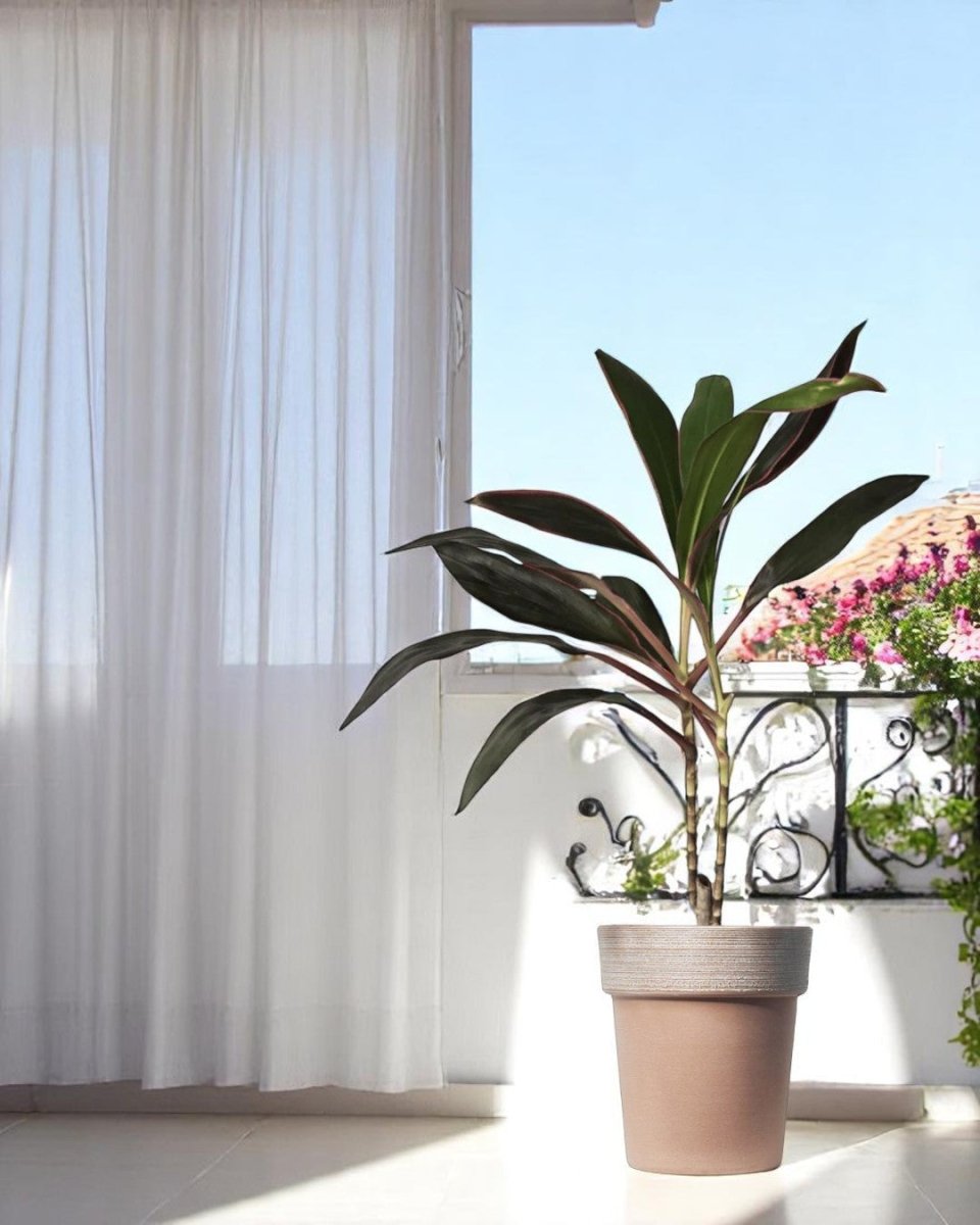 Stria Alto Pots - Large - Planter - 5447230618939 - Tumbleweed Plants - Online Plant Delivery Singapore