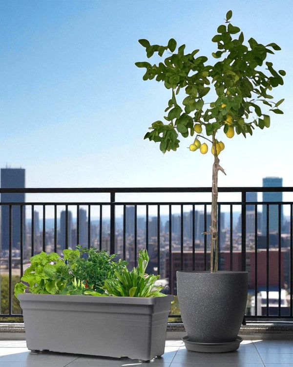 Tumbleweed Plants