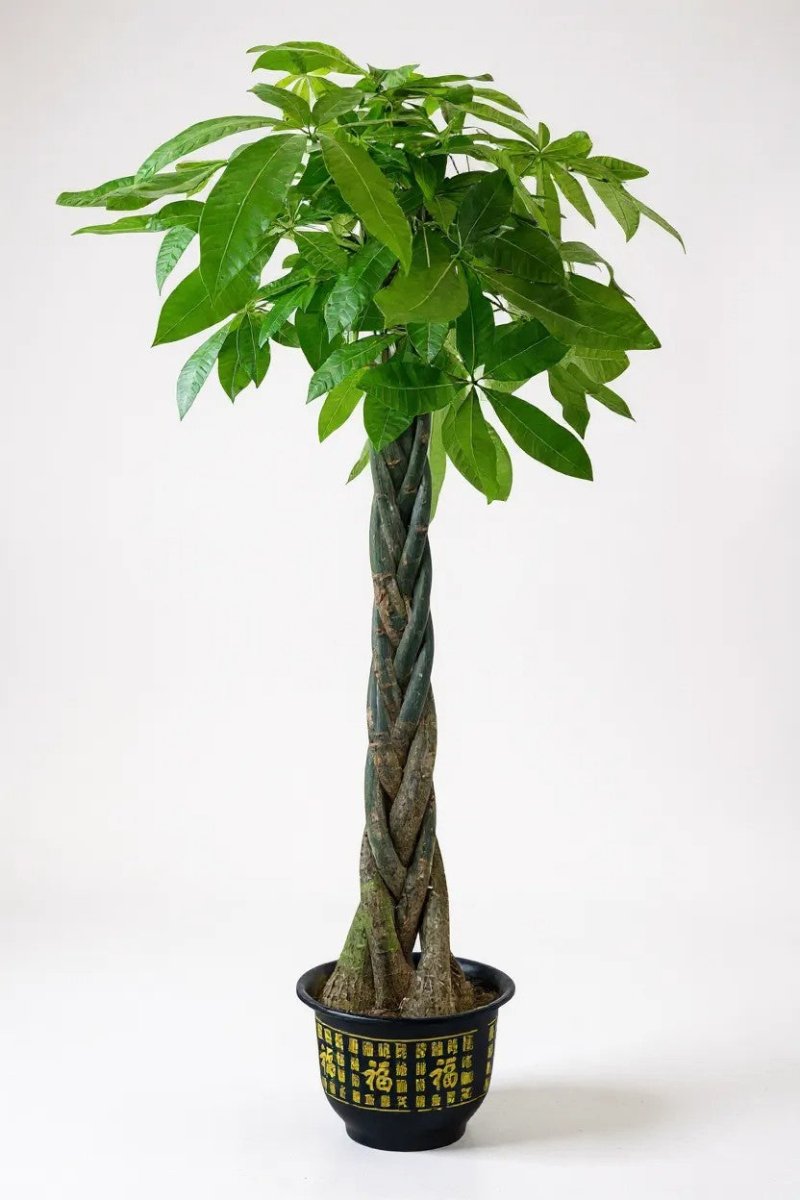 Grow Pot