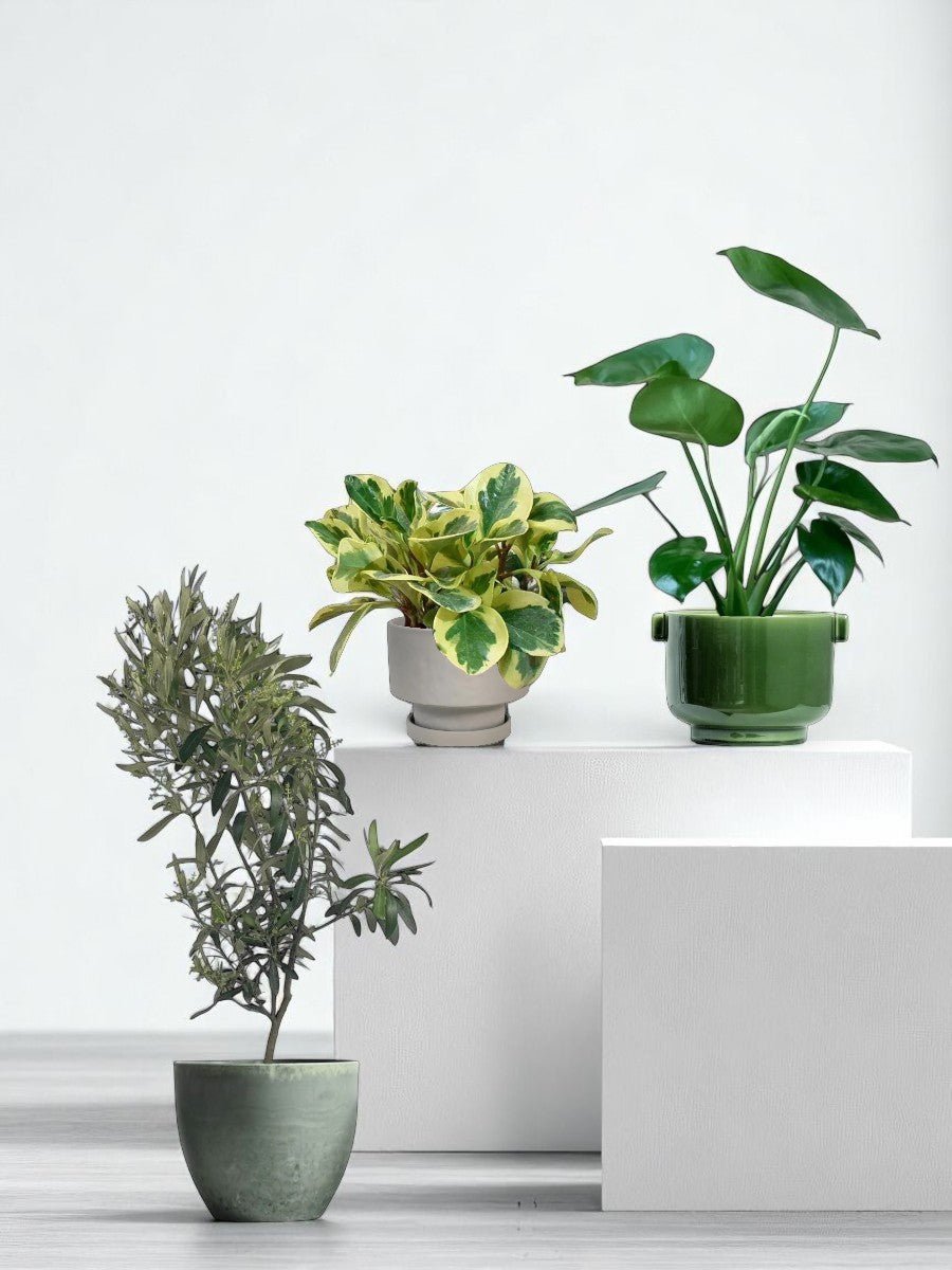 The Instagram Set - Plant Bundle - PROD - THEI - 7077 - Tumbleweed Plants - Online Plant Delivery Singapore