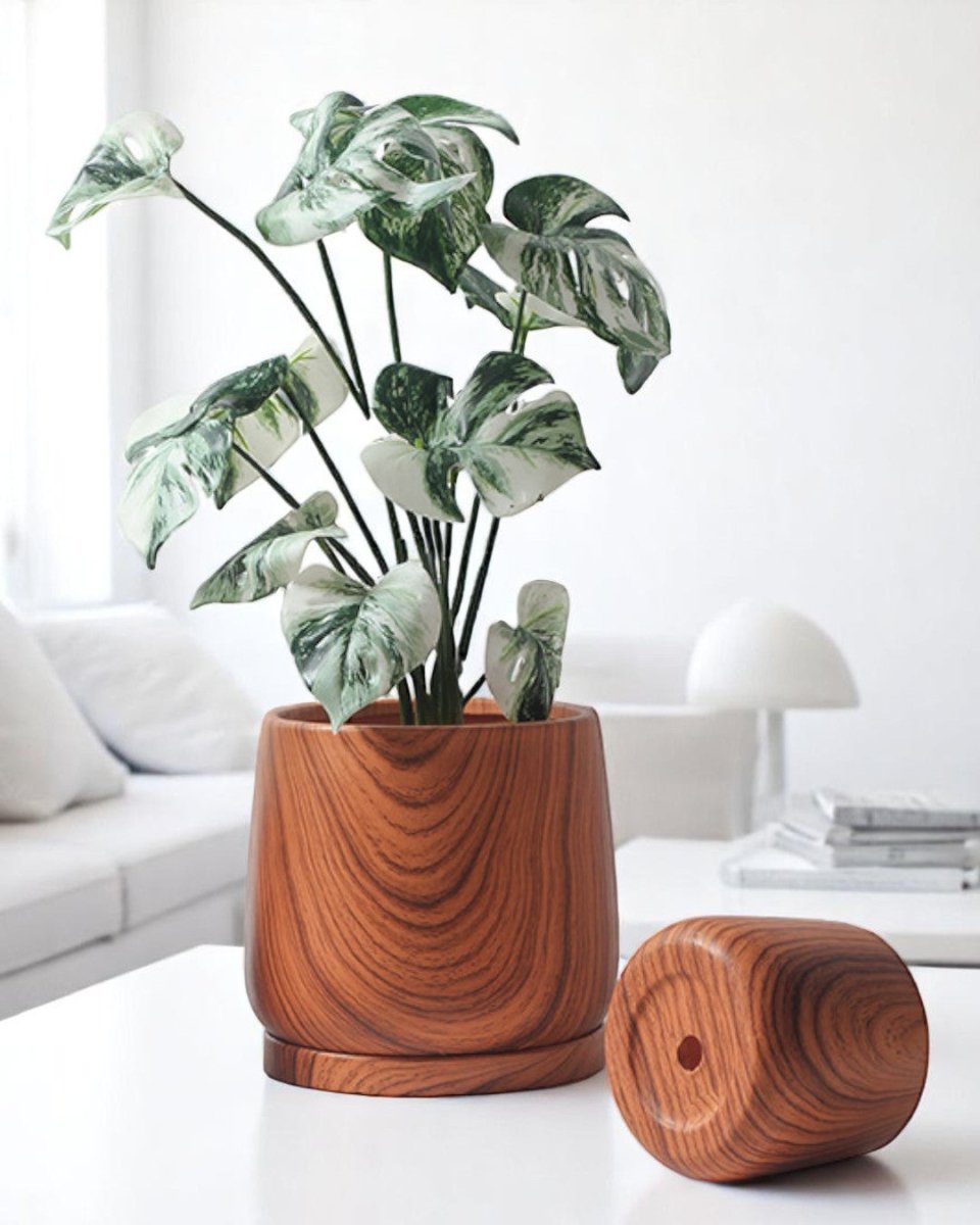Tulip Wood Pots - Medium - Planter - 4825220809833 - Tumbleweed Plants - Online Plant Delivery Singapore