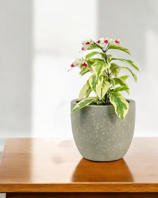 Tumbleweed Plants