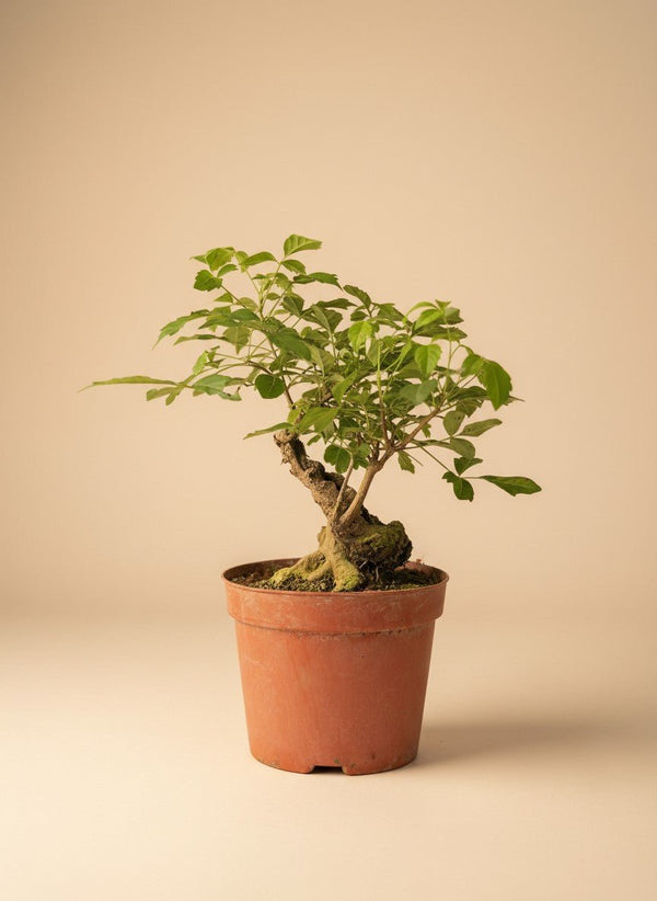 Tumbleweed Plants